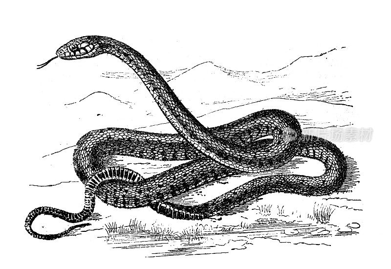 古代动物插画:草蛇(Natrix Natrix)
